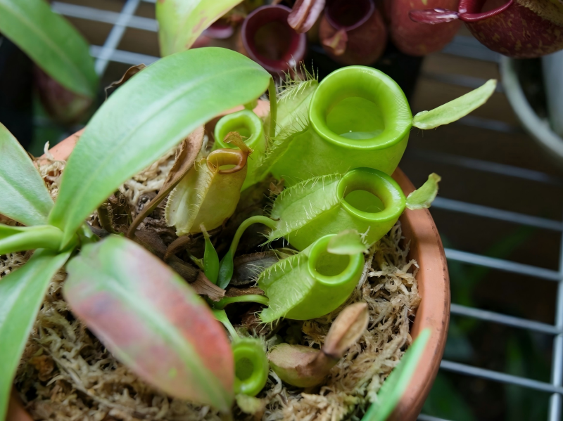 What Is the Best Substrate for Nepenthes? (The Power of LFSM)